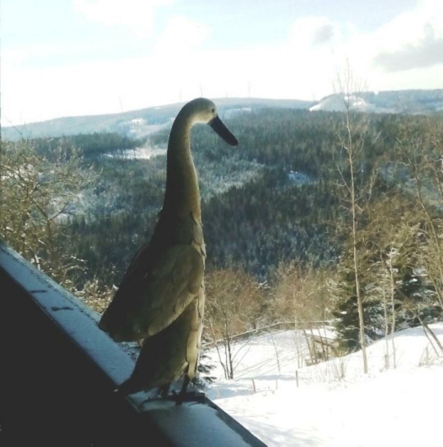 Gaestehaus Fridolin 克里格拉赫 外观 照片